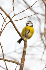 blue tit perched on a tree branch