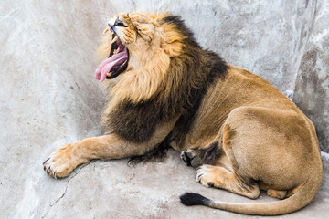 Obraz premium Asian lion on the rock