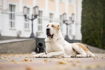 Central asian shepherd dog laying near house