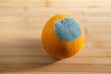 Over ripe orange covered in blue  Penicillium digitatum mold