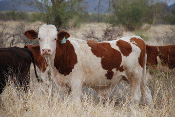 Vaca blanca con manchas marrones pastando en la pradera del desierto de Sonora México
