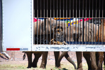Elefantes, tigres y otros animales en jaulas usados para espectáculos de circo. © Marotoson