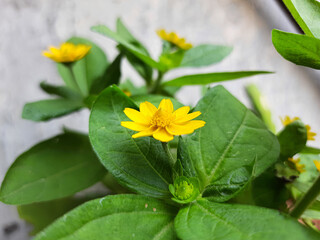 Flower of Melampodium divaricatum or butter daisy or blackfoot daisy, blooming on the garden