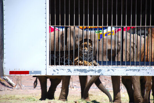 Elefantes, tigres y otros animales en jaulas usados para espect&aacute;culos de circo.