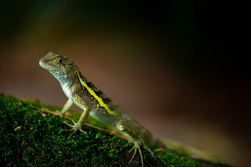 One, lying, rock, resting, lizard