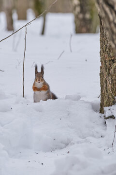 Curious fluffy squirrel in a winter forest looks curiously at the camera