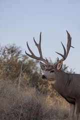 Mule Deer Buck in Autumn in Colorado