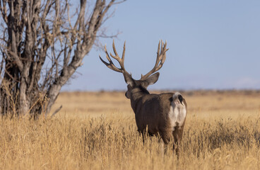 Mule Deer Buck in Autumn in Colorado