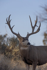 Fototapeta premium Mule Deer Buck in Autumn in Colorado