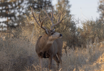 Fototapeta premium Mule Deer Buck in Autumn in Colorado