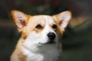 Welsh corgi pembroke in green summer garden