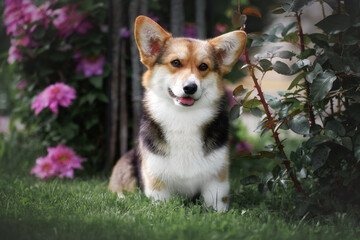 Welsh corgi pembroke in green summer garden