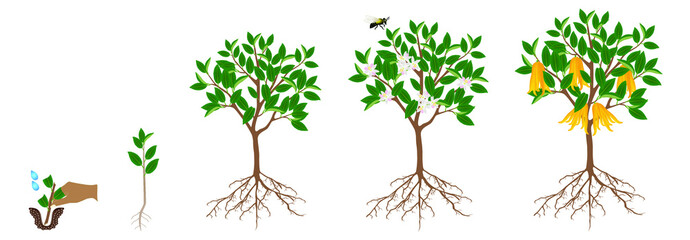 Cycle of growth of citrus plant on a white background.