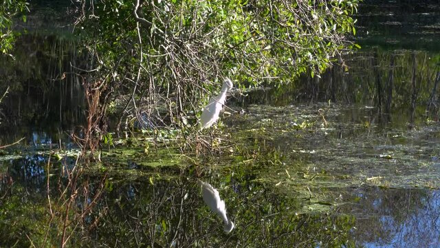 White Crane cleaning ruffling feathers on tropical pond under a tree, with reflection in water