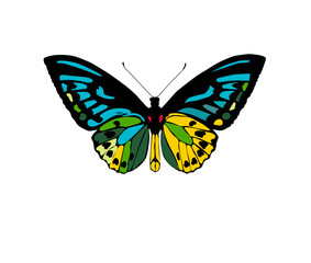 butterfly isolated on white vector illustration 