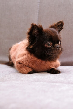 Long-haired, brown, young, beautiful Chihuahua dog in pink knitted clothes.
