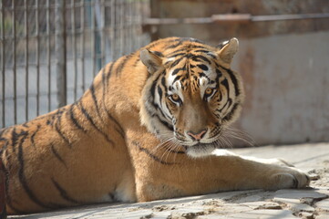 tiger in the zoo