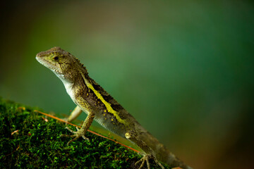 One, lying, rock, resting, lizard