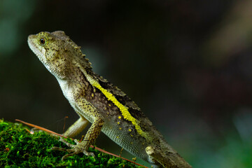 Fototapeta premium One, lying, rock, resting, lizard