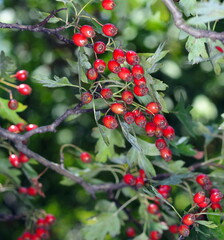 Red fruit of Crataegus monogyna, known as hawthorn or single-seeded hawthorn ( may, mayblossom, maythorn, quickthorn, whitethorn, motherdie, haw ). Branch with Hawthorn berries in garden. 