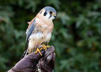 American Kestrel perched on handlers glove at raptor show in Auburn Alabama.