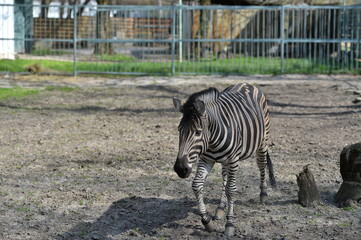 zebra in the pen