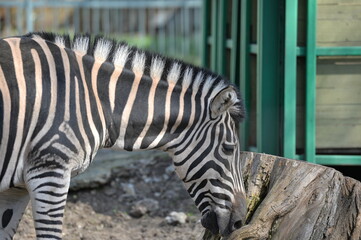 zebra in the pen