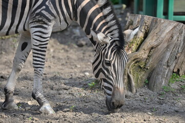 zebra in the pen