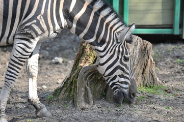 Fototapeta na wymiar zebra in the pen