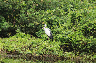 The green mosaic plant stands for the long-necked crane (Anastomus ascidans) of the open stork or Asian open-billed bird.