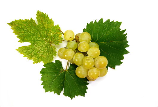 Grape with leaves isolated on white. With clipping path. Full depth of field. A bunch of fresh grapes isolated on white background.