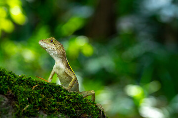 One, lying, rock, resting, lizard