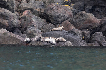 Anthurs or Steinger seals (Phoca vitulina stejnegeri) on Shikotan Island, South Kuriles