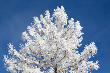 A tree covered with hoarfrost against a blue sky on a sunny day