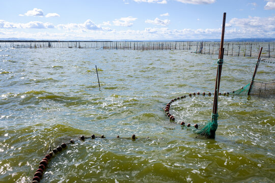 Traditional gear and fishing nets placed in the Valencia lagoon for eel fishing.