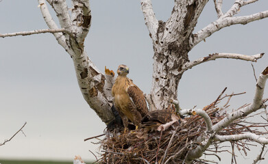 Grown-up buzzard chicks in the nest