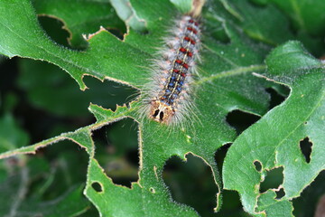 The gypsy moth (Lymantria dispar) caterpillar feeding on oak leaves; the gypsy moth is one of the...