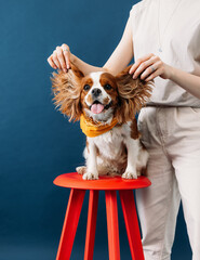 Close up of cute little dog sitting on a red chair. Hands of a woman holding ears of a dog.