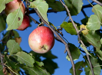 Apple trees in the garden with ripe red apples ready for harvest.