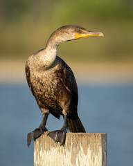 Double-crested Cormorant perched on a post in Southwest Florida