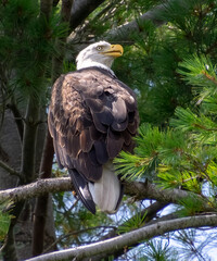 Bald Eagle in Evergreen Tree in Pennsylvania