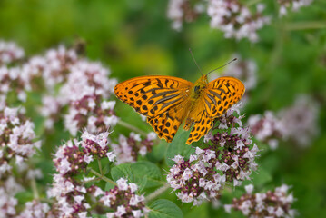 Silver-washed Fritillary butterfly (Argynnis paphia) with open wings sitting on white flower in Zurich, Switzerland