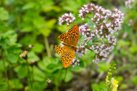 Silver-washed Fritillary butterfly (Argynnis paphia) with open wings sitting on white flower in Zurich, Switzerland