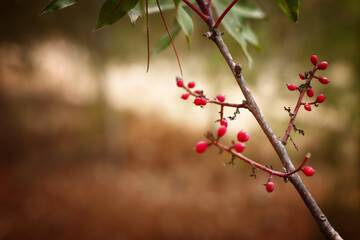 image of nature in the woods