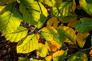 Obraz premium feuillage d'automne en jaune et vert