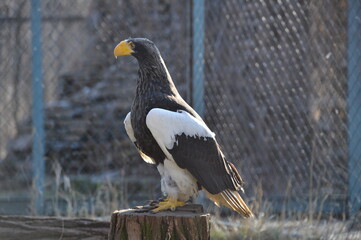 white - shouldered eagle
