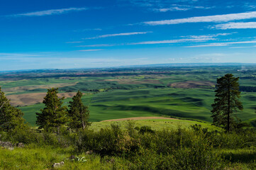 Palouse Rolling Hills in Summer