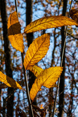 feuilles de châtaignier dorées