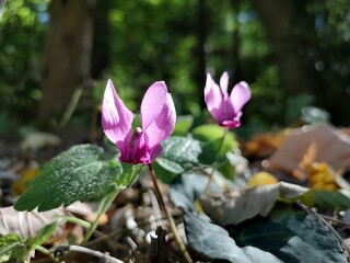 Nahaufnahme eines europäischen Alpenveilchen im Wald - Cyclamen purpurascens