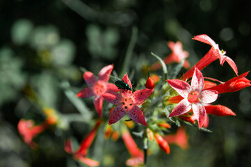 Flowers and Wildflowers